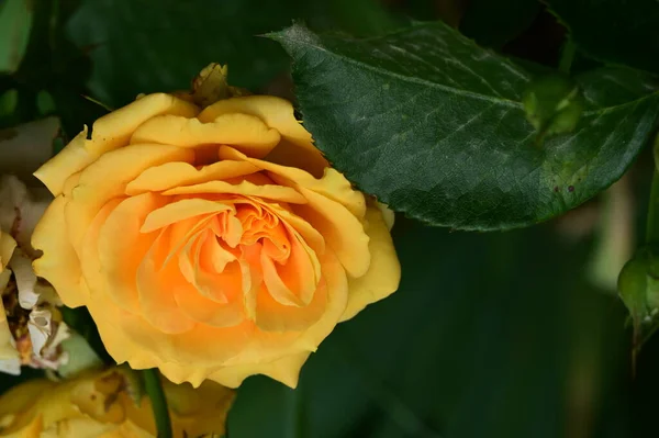 Hermosa Rosa Brillante Cerca —  Fotos de Stock