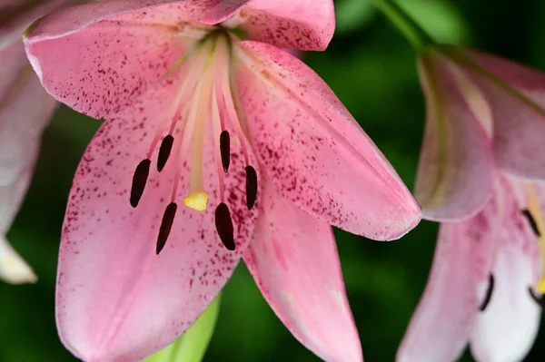 Gyönyörű Fényes Liliom Virág Kertben Közelről — Stock Fotó