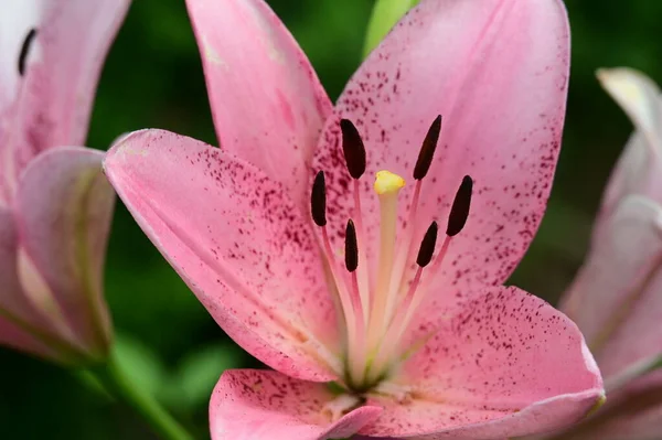 Όμορφο Φωτεινό Λουλούδι Κρίνο Στον Κήπο Κοντά — Φωτογραφία Αρχείου