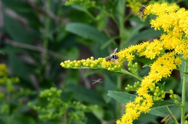 yellow  flowers and insects,  bees