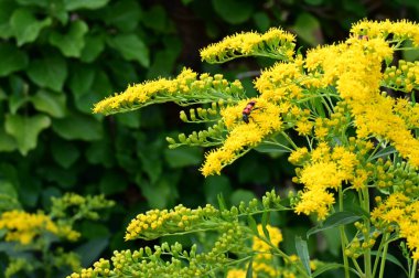 Bahçedeki güzel parlak çiçekler 