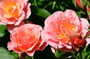 Bahçedeki güzel parlak güller 