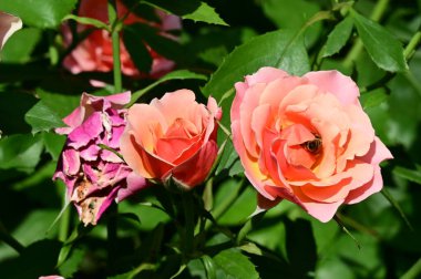 Bahçedeki güzel parlak güller 