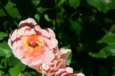 Bahçedeki güzel parlak güller 