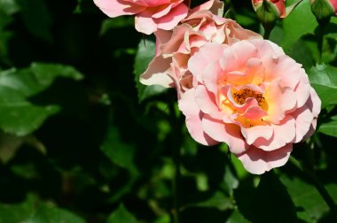 Bahçedeki güzel parlak güller 