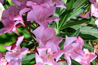 Bahçedeki güzel parlak çiçekler 