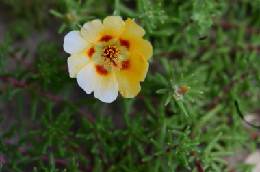 Bahçede yetişen güzel çiçek 