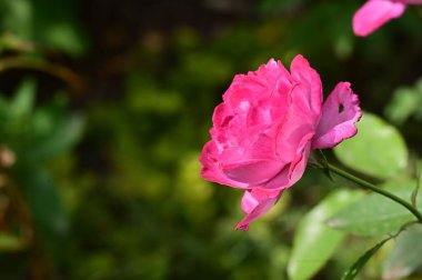 bahçede yetişen güzel gül çiçeği 