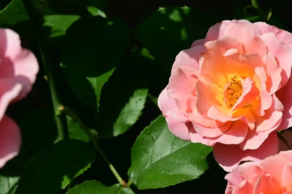 Beautiful Bright Roses Flowers Garden — Stock Photo, Image
