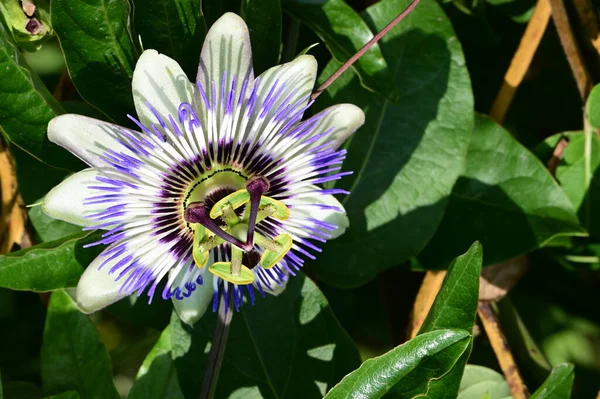 stock image beautiful  flower growing  in garden 