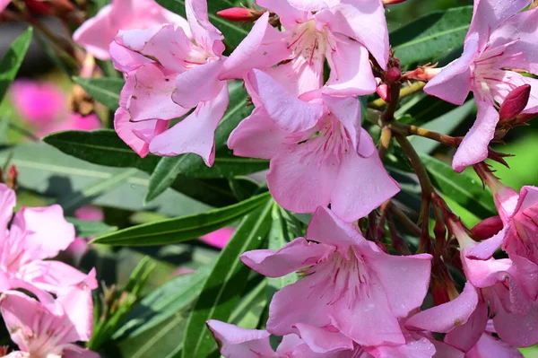 stock image beautiful bright  flowers in garden 