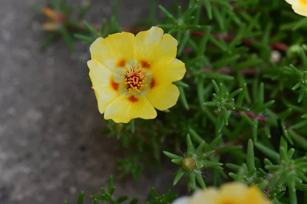 Piękny Kwiat Rośnie Ogrodzie — Zdjęcie stockowe