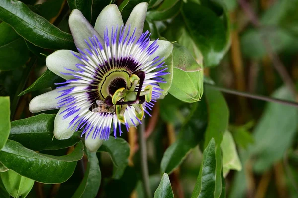 stock image beautiful  flower growing  in garden 