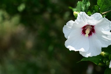 Bahçede yetişen güzel çiçek 
