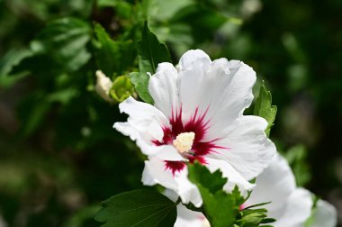 Bahçedeki güzel parlak çiçekler 