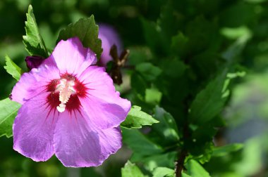 Bahçede yetişen güzel çiçek 