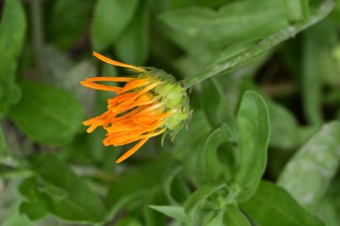 Bahçede yetişen güzel çiçek 