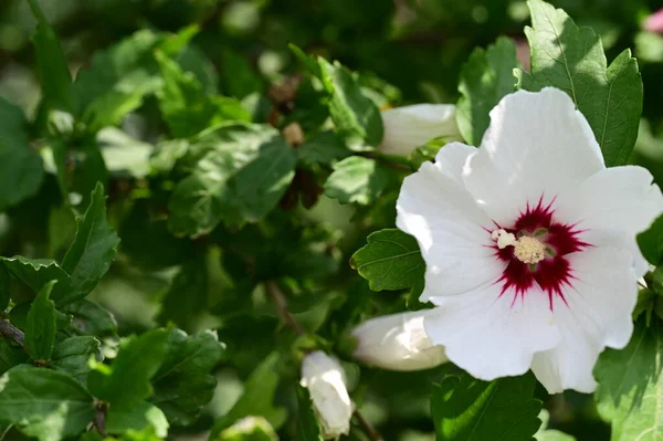 Bahçede Yetişen Güzel Çiçek — Stok fotoğraf