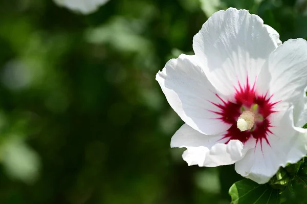 Όμορφο Λουλούδι Που Αναπτύσσεται Στον Κήπο — Φωτογραφία Αρχείου