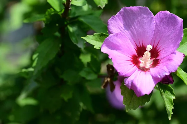 庭で育つ美しい花 — ストック写真