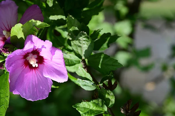 Hermosas Flores Brillantes Jardín — Foto de Stock