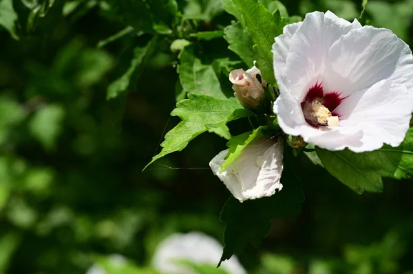 Bellissimo Fiore Che Cresce Giardino — Foto Stock