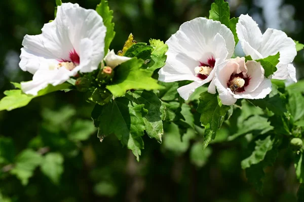 Vackra Ljusa Blommor Trädgården — Stockfoto