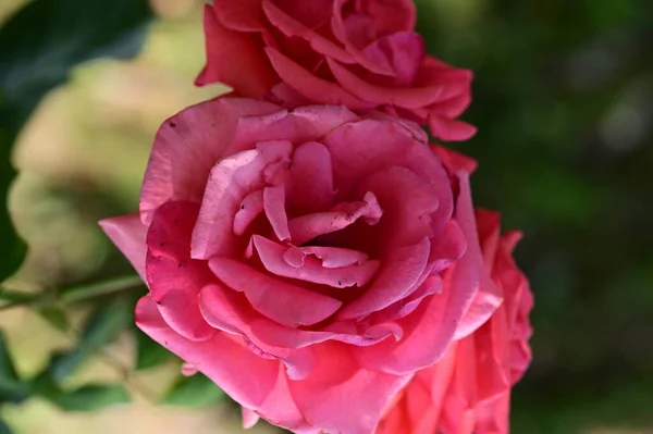 花园里美丽而明亮的玫瑰花 — 图库照片