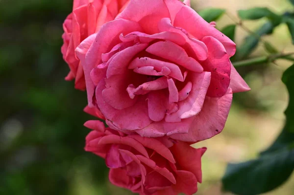 Piękne Jasne Róże Kwiaty Ogrodzie — Zdjęcie stockowe
