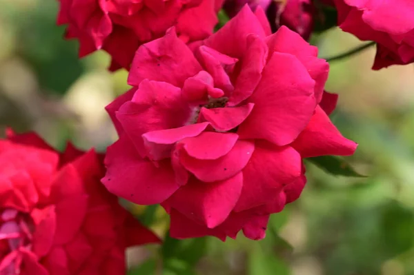 Hermosas Rosas Brillantes Flores Jardín — Foto de Stock