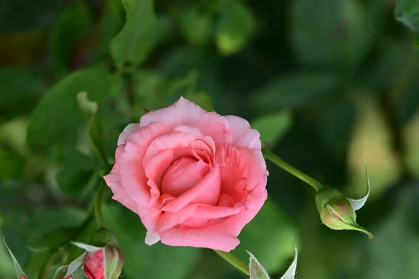 Krásné Jasné Růže Květiny Zahradě — Stock fotografie