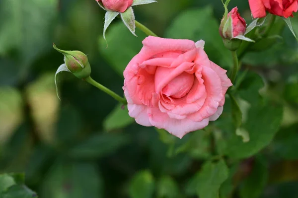 Красивые Яркие Розы Цветы Саду — стоковое фото