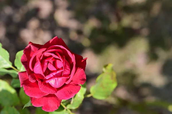 Bela Rosa Flor Crescendo Jardim — Fotografia de Stock