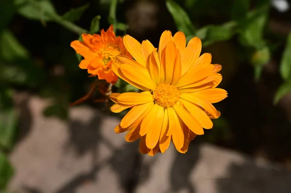 Όμορφα Φωτεινά Λουλούδια Που Αναπτύσσονται Στον Κήπο — Φωτογραφία Αρχείου