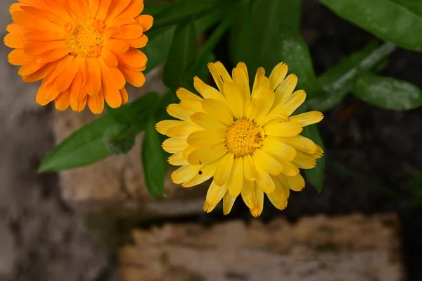 Beautiful Bright Flowers Growing Garden — Stock Photo, Image