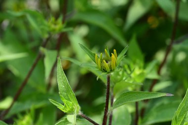 Bahçede büyüyen güzel parlak çiçekler 
