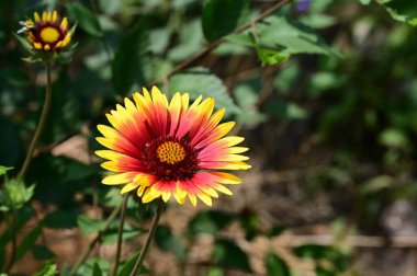 Bahçede yetişen güzel çiçek 