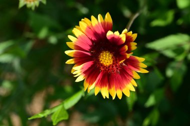 Bahçede yetişen güzel çiçek 