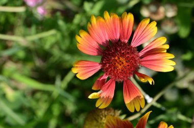 Bahçede yetişen güzel çiçek 