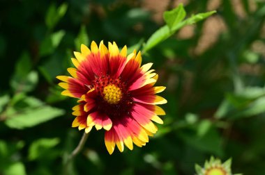 Bahçede yetişen güzel çiçek 