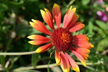 Bahçede yetişen güzel çiçek 