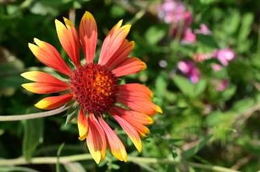Bahçede yetişen güzel çiçek 