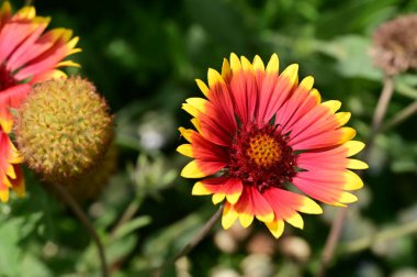 Bahçede büyüyen güzel parlak çiçekler 