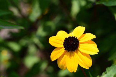 Bahçede yetişen güzel çiçek 