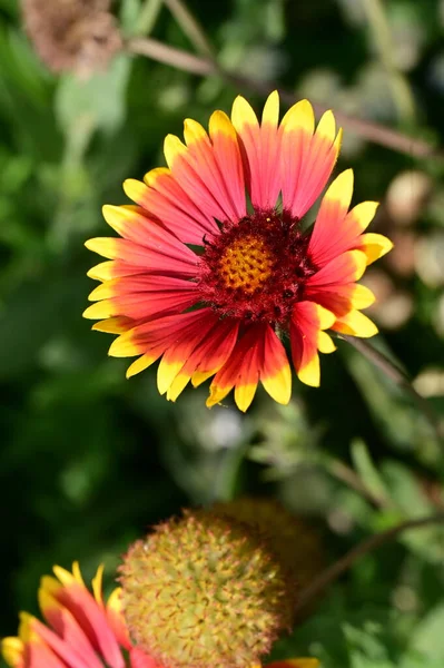 Hermosa Flor Creciendo Jardín — Foto de Stock