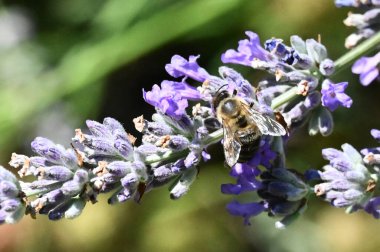 Bahçede arılı güzel çiçekler