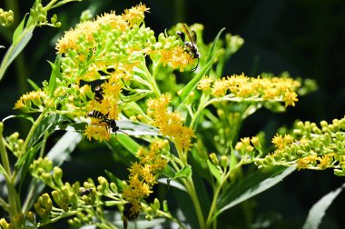 Arılı sarı çiçekler