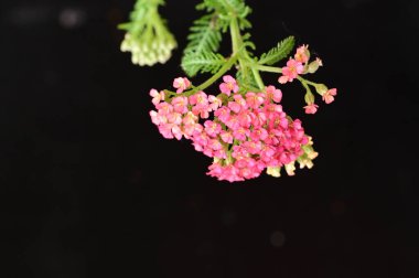 Bahçede yetişen güzel çiçek 