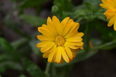 Bahçede yetişen güzel çiçek 