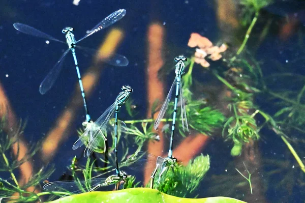 Close Dragonflies Pond — стоковое фото